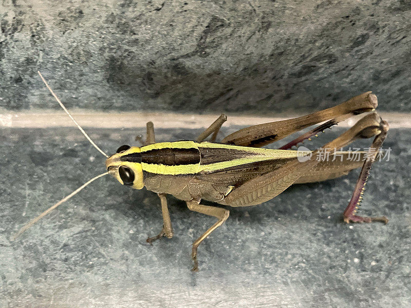 双条纹蚱蜢(Melanoplus bivittatus)在灰色大理石瓷砖地板上的特写图像，高架视图